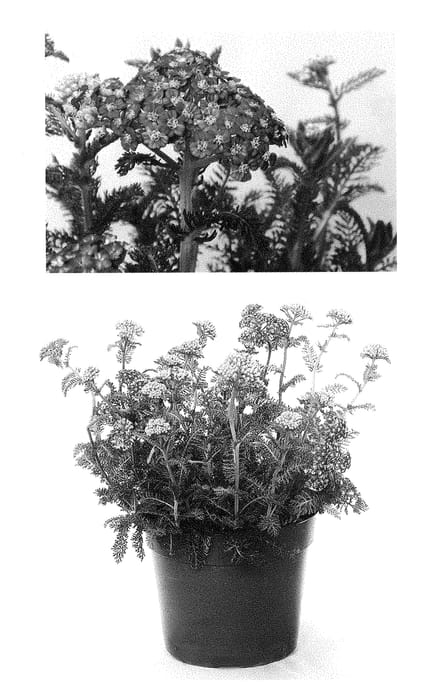 Figure 1 of US plant patent PP29407, the photograph of ACBZ0003 printed in the patent.