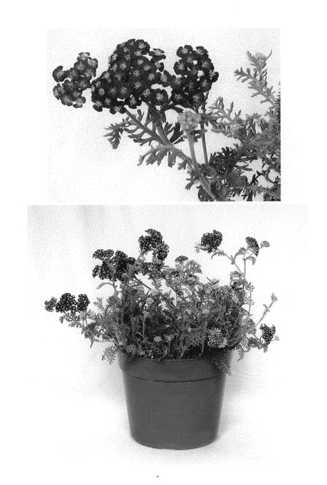 Figure 1 of US plant patent PP29408, the photograph of ACBZ0004 printed in the patent.