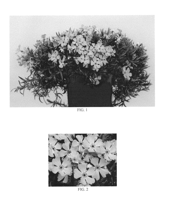 Figure 1 of US plant patent PP29409, the photograph of Florphfaro printed in the patent.