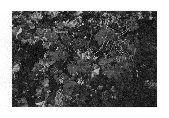 Figure 1 of US plant patent PP29411, the photograph of KLEPP16381 printed in the patent.