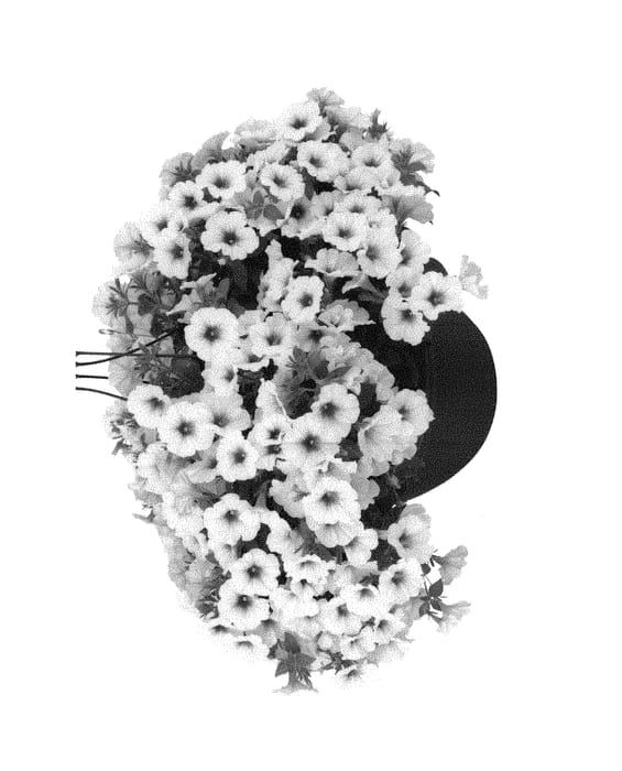 Figure 1 of US plant patent PP29412, the photograph of Duepetsurwhiorch printed in the patent.