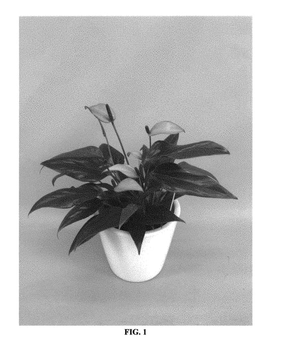 Figure 1 of US plant patent PP29413, the photograph of ANTHEVEX printed in the patent.