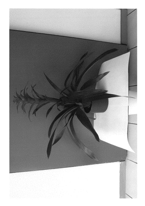 Figure 1 of US plant patent PP29414, the photograph of Sensation printed in the patent.
