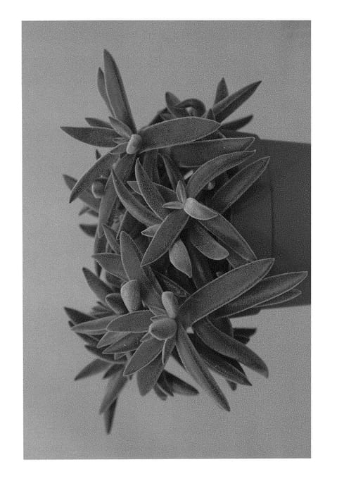 Figure 1 of US plant patent PP29415, the photograph of EC-CRAS-01 printed in the patent.