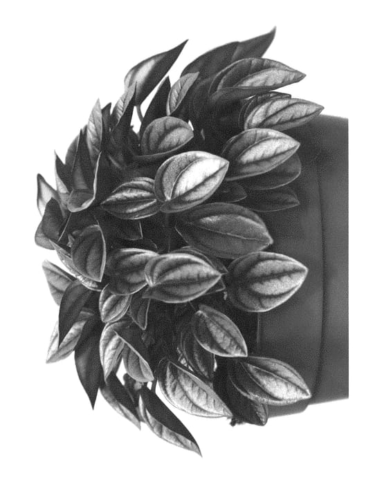 Figure 1 of US plant patent PP29416, the photograph of Napoli Nights printed in the patent.