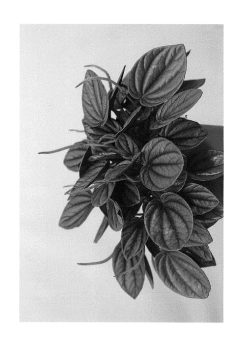 Figure 1 of US plant patent PP29417, the photograph of Sunrise printed in the patent.