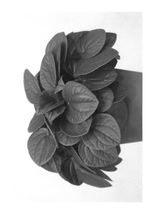Figure 1 of US plant patent PP29418, the photograph of Rana Verde printed in the patent.