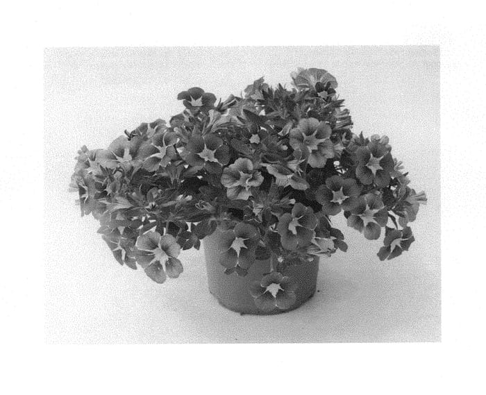Figure 1 of US plant patent PP29419, the photograph of KLECA16371 printed in the patent.