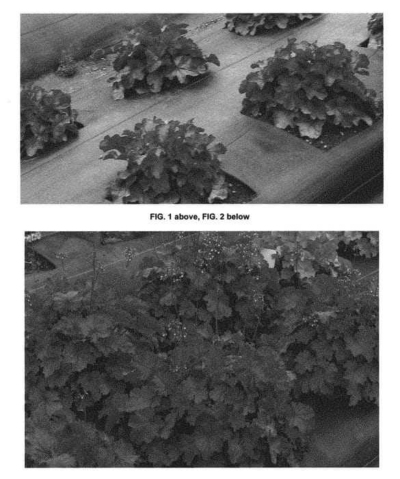Figure 1 of US plant patent PP29420, the photograph of TNHEUNER printed in the patent.