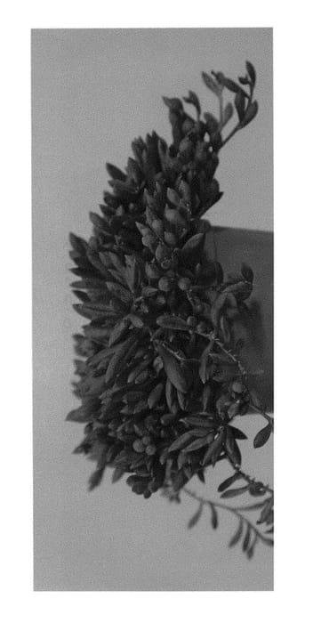 Figure 1 of US plant patent PP29421, the photograph of PURPLE CHAIN printed in the patent.