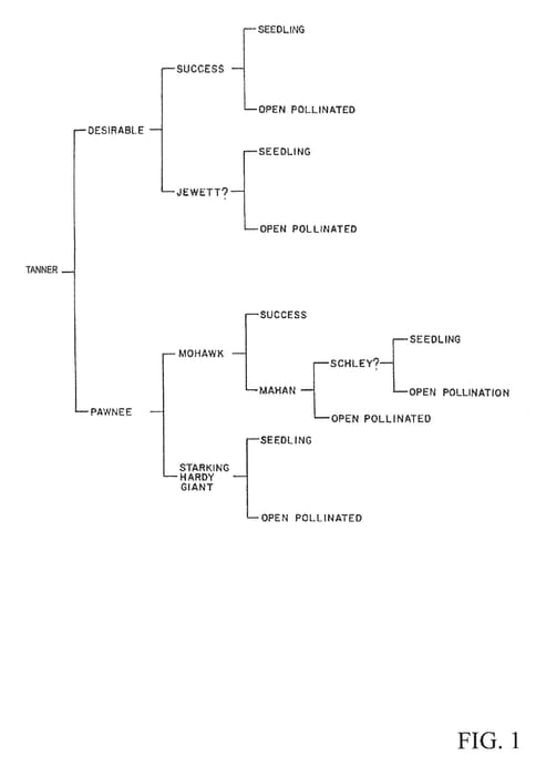 Figure 1 of US plant patent PP29422, the photograph of Tanner printed in the patent.