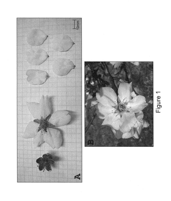 Figure 1 of US plant patent PP29423, the photograph of MAXIMA printed in the patent.