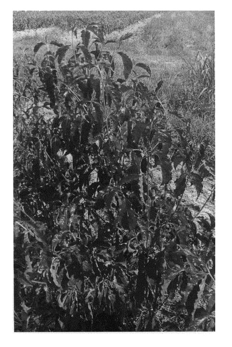 Figure 1 of US plant patent PP29424, the photograph of JN13 printed in the patent.