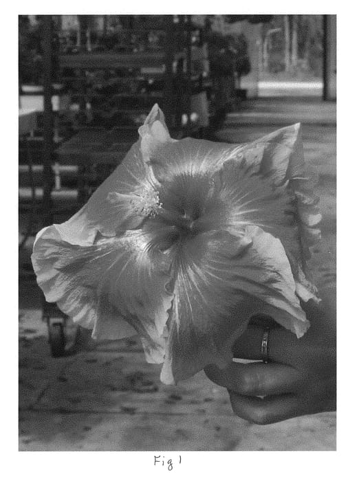 Figure 1 of US plant patent PP29425, the photograph of DUP-IDS printed in the patent.