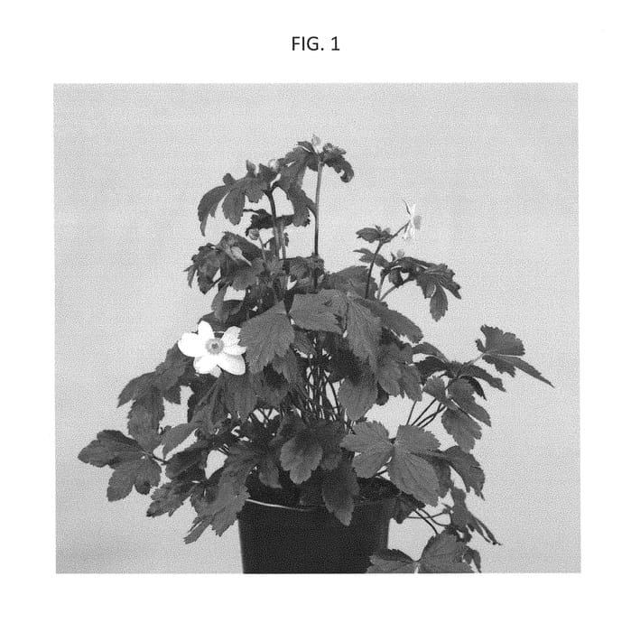 Figure 1 of US plant patent PP29426, the photograph of Macane005 printed in the patent.