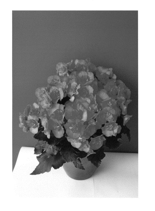 Figure 1 of US plant patent PP29427, the photograph of KRHARPI01 printed in the patent.