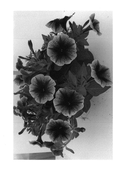 Figure 1 of US plant patent PP29428, the photograph of Duefortblagem printed in the patent.