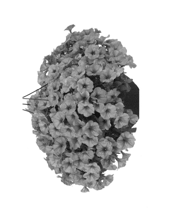 Figure 1 of US plant patent PP29429, the photograph of Duefortpigem17 printed in the patent.