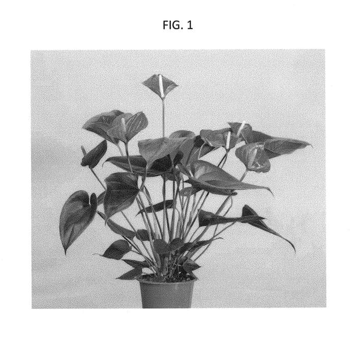 Figure 1 of US plant patent PP29430, the photograph of ARAANTRED3 printed in the patent.