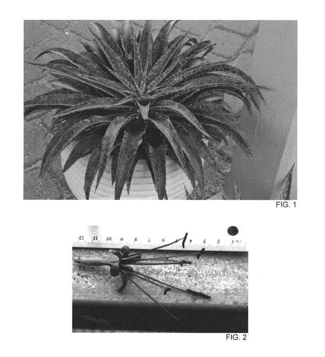 Figure 1 of US plant patent PP29431, the photograph of Inkblot printed in the patent.