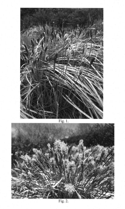 Figure 1 of US plant patent PP29432, the photograph of Straw Hat printed in the patent.