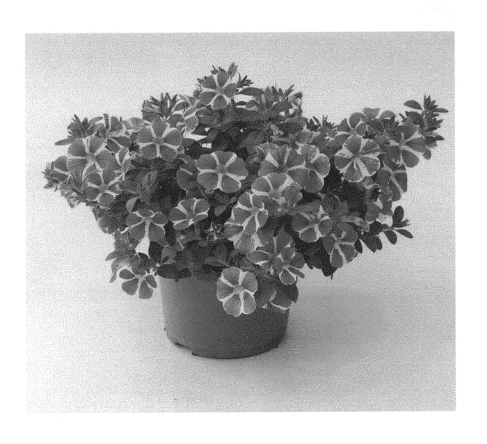 Figure 1 of US plant patent PP29433, the photograph of KLECA16006 printed in the patent.