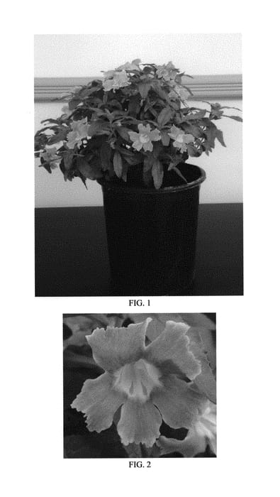 Figure 1 of US plant patent PP29434, the photograph of Balburanim printed in the patent.