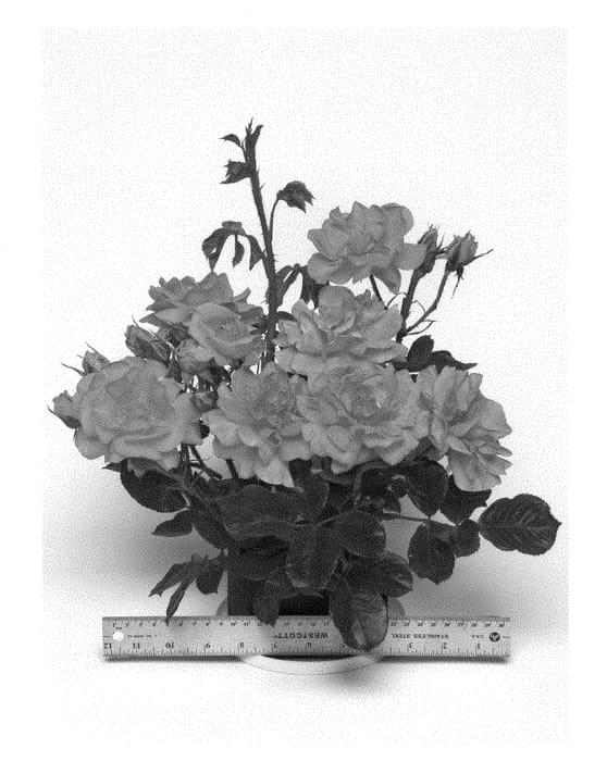Figure 1 of US plant patent PP29435, the photograph of CHEwesic printed in the patent.