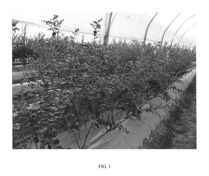 Figure 1 of US plant patent PP29436, the photograph of FCM12-038 printed in the patent.