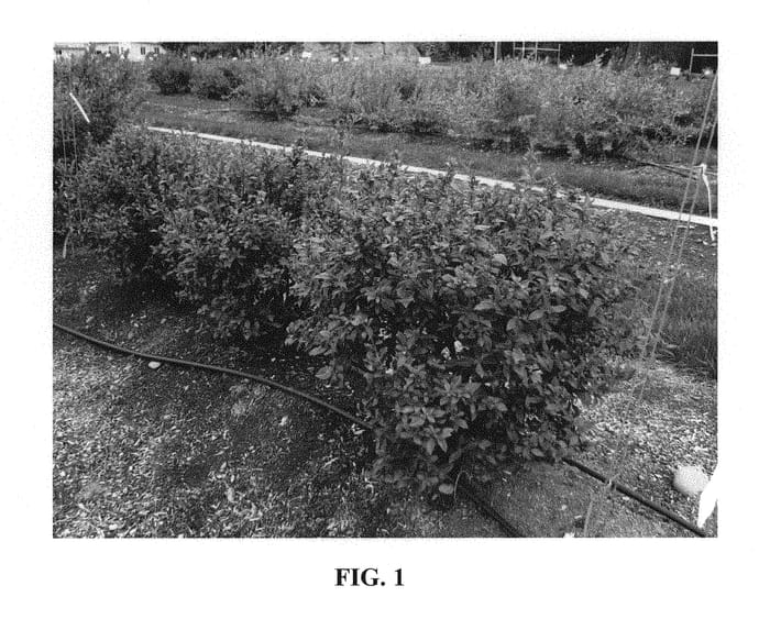 Figure 1 of US plant patent PP29437, the photograph of ZF06-051 printed in the patent.
