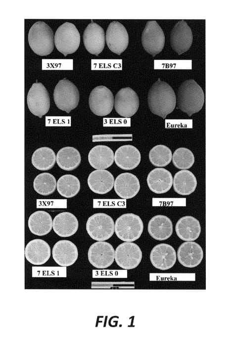 Figure 1 of US plant patent PP29438, the photograph of Code 3X97 printed in the patent.