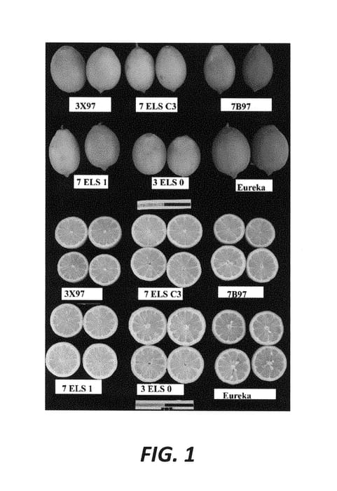 Figure 1 of US plant patent PP29439, the photograph of 7B97 printed in the patent.