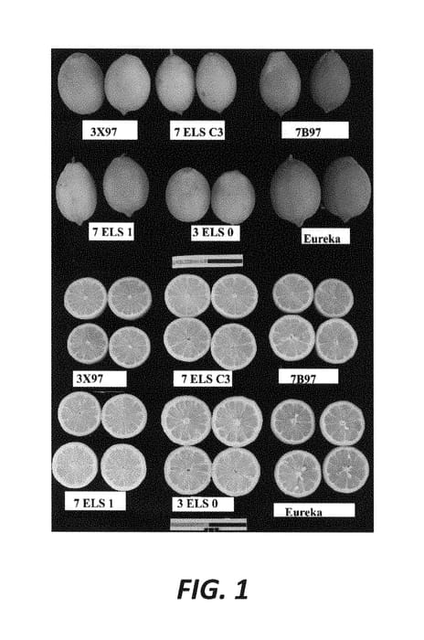 Figure 1 of US plant patent PP29440, the photograph of 7 ELS C3 printed in the patent.