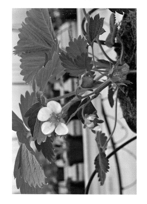 Figure 1 of US plant patent PP29441, the photograph of Opera printed in the patent.