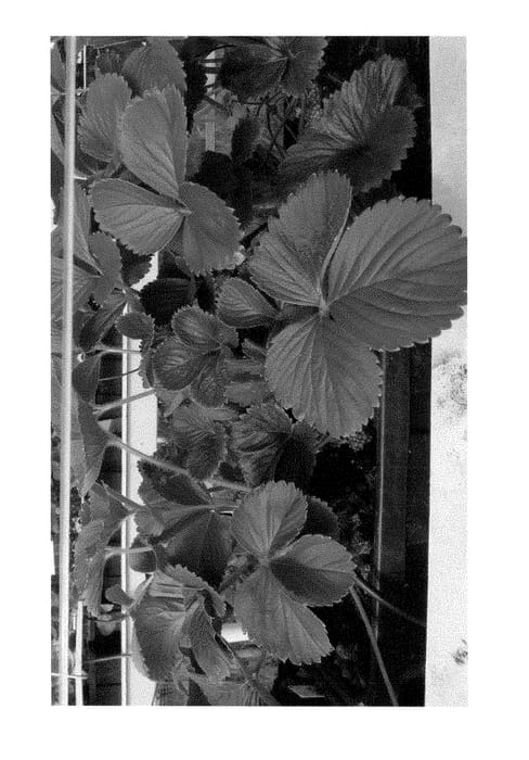 Figure 1 of US plant patent PP29442, the photograph of P061103V printed in the patent.