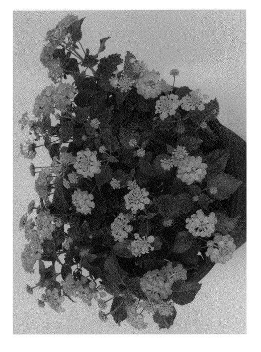 Figure 1 of US plant patent PP29443, the photograph of Duelanhavsunri printed in the patent.