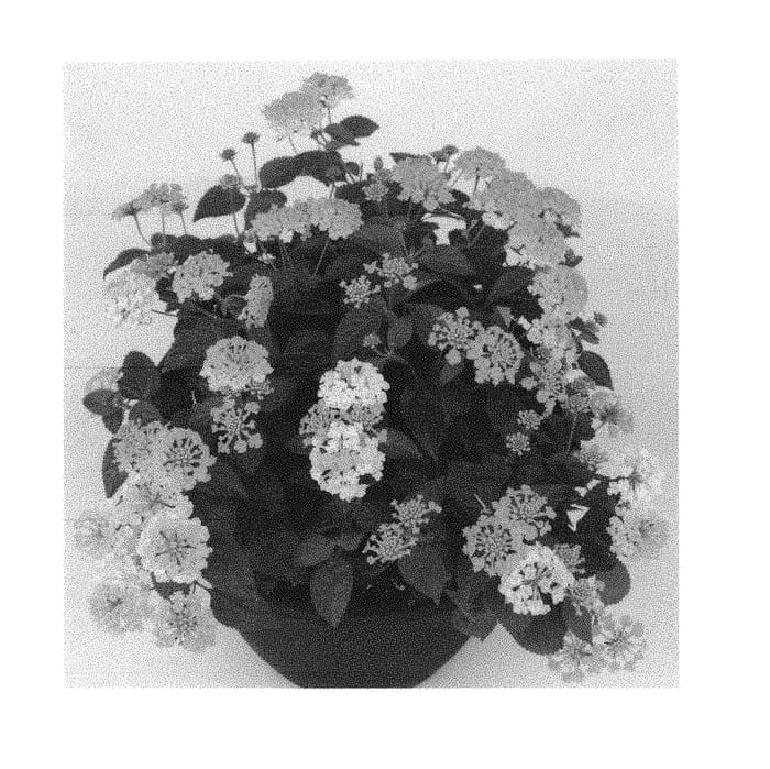 Figure 1 of US plant patent PP29444, the photograph of Duelanhavsunshin printed in the patent.