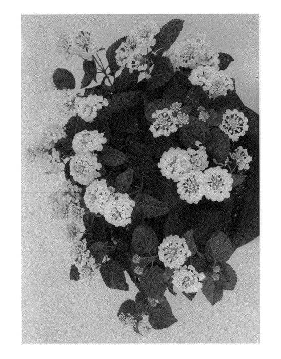 Figure 1 of US plant patent PP29445, the photograph of Duelanhavfumo printed in the patent.
