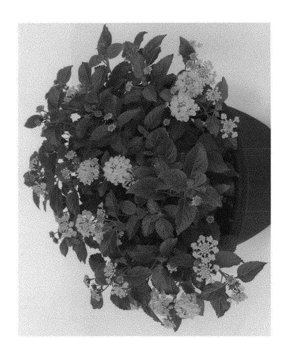 Figure 1 of US plant patent PP29446, the photograph of Duelanhavgo printed in the patent.