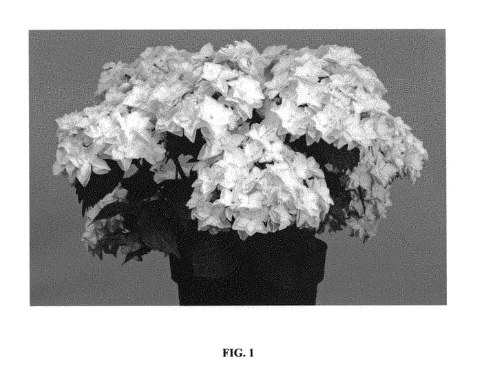 Figure 1 of US plant patent PP29447, the photograph of Hort 09-012-05 printed in the patent.