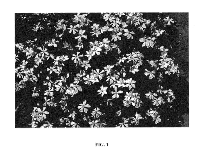 Figure 1 of US plant patent PP29448, the photograph of PIIGA-III printed in the patent.
