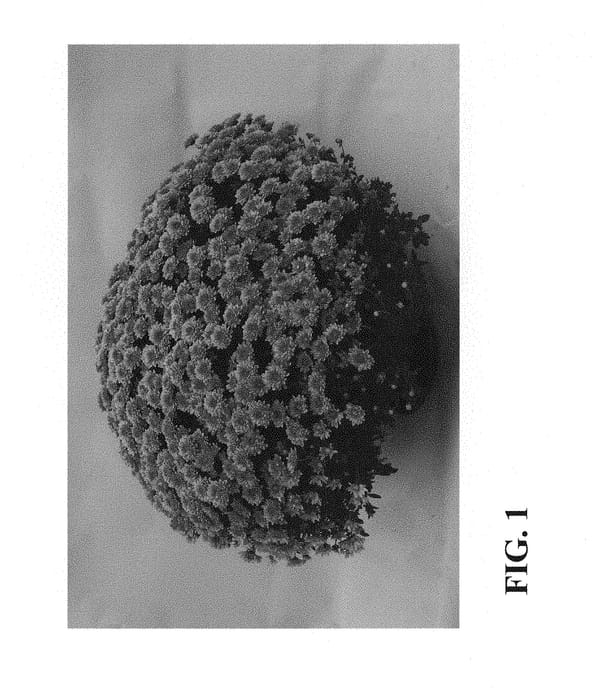 Figure 1 of US plant patent PP29449, the photograph of Zanmucopper printed in the patent.