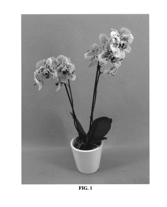 Figure 1 of US plant patent PP29450, the photograph of PHALFUXE printed in the patent.