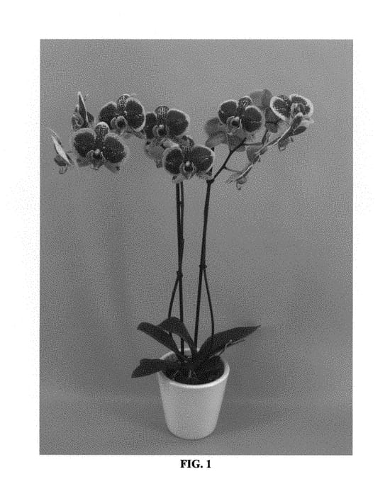 Figure 1 of US plant patent PP29451, the photograph of PHALFONXHE printed in the patent.