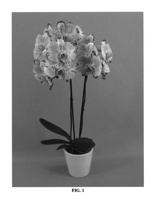 Figure 1 of US plant patent PP29452, the photograph of PHALDOPFO printed in the patent.
