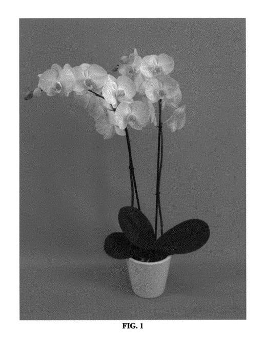 Figure 1 of US plant patent PP29453, the photograph of PHALFOUDI printed in the patent.