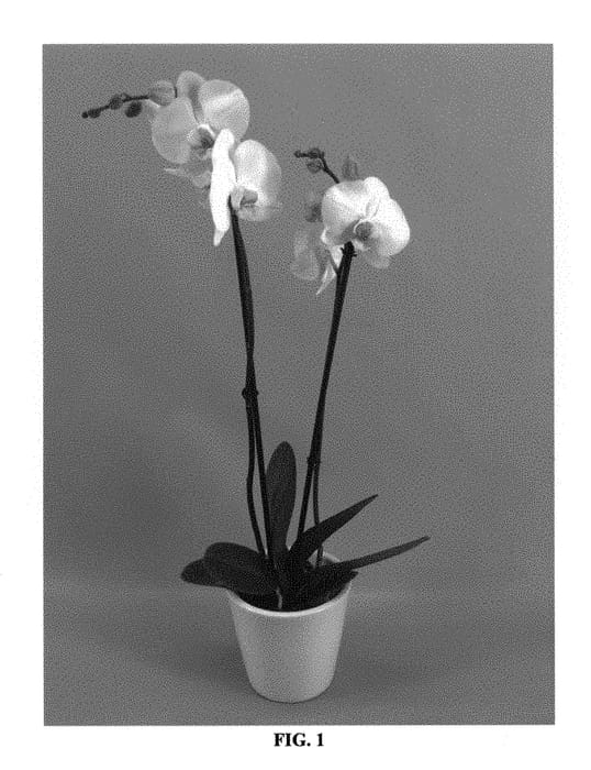 Figure 1 of US plant patent PP29454, the photograph of PHALVOCQ printed in the patent.