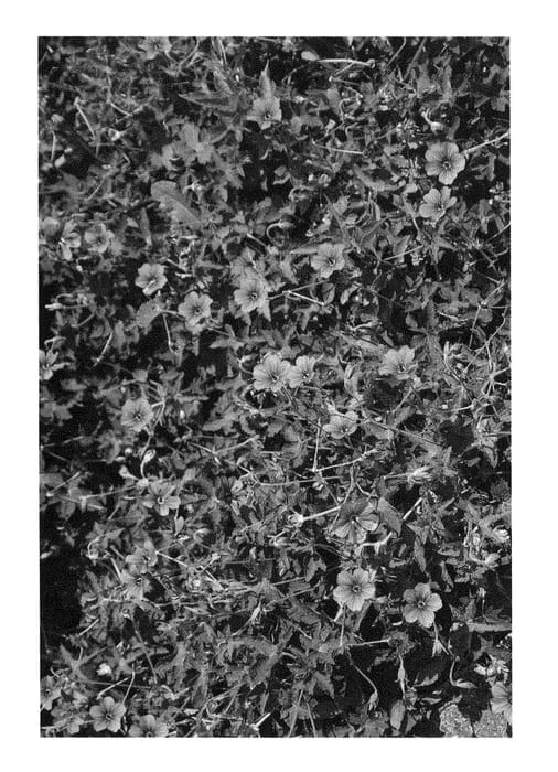 Figure 1 of US plant patent PP29455, the photograph of Hexham Velvet printed in the patent.