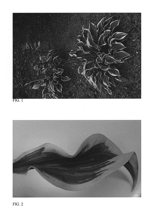 Figure 1 of US plant patent PP29456, the photograph of Wrinkle in Time printed in the patent.