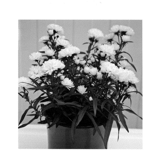 Figure 1 of US plant patent PP29457, the photograph of Zanasnowhi printed in the patent.